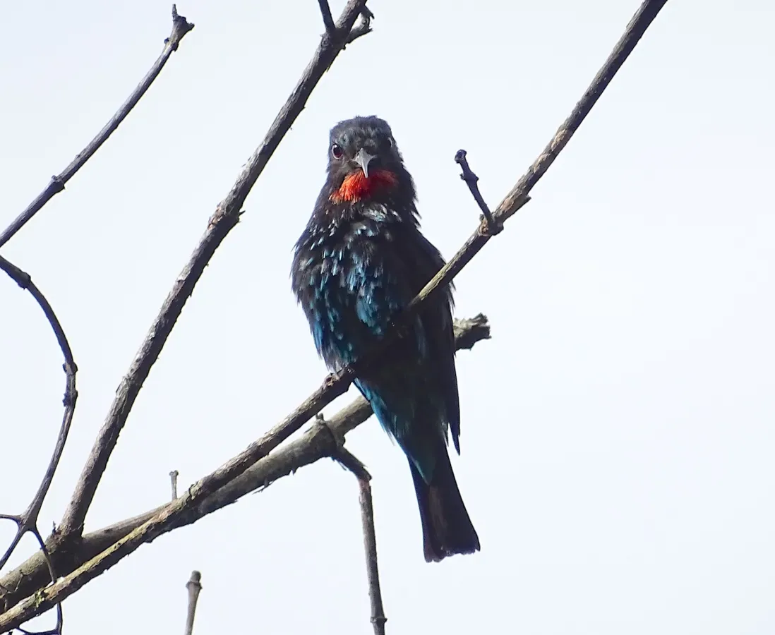 File:Merops gularis australis, Bwindi Impenetrable Forest, Uganda 1.jpg