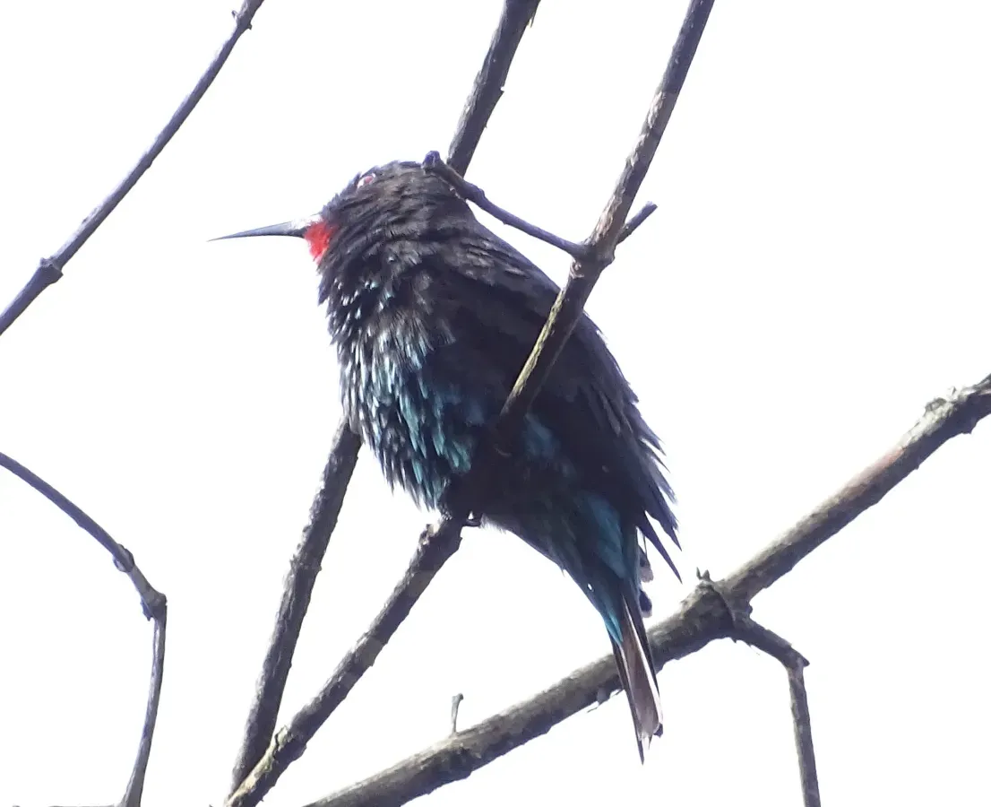 File:Merops gularis australis, Bwindi Impenetrable Forest, Uganda 2.jpg