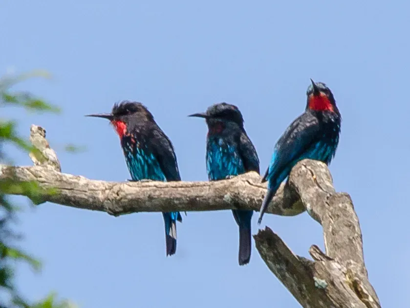 File:Merops gularis australis, Bwindi Impenetrable Forest, Uganda 3.jpg