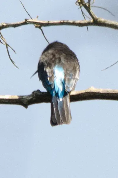 File:Merops gularis australis, Bwindi Impenetrable Forest, Uganda 4.jpg