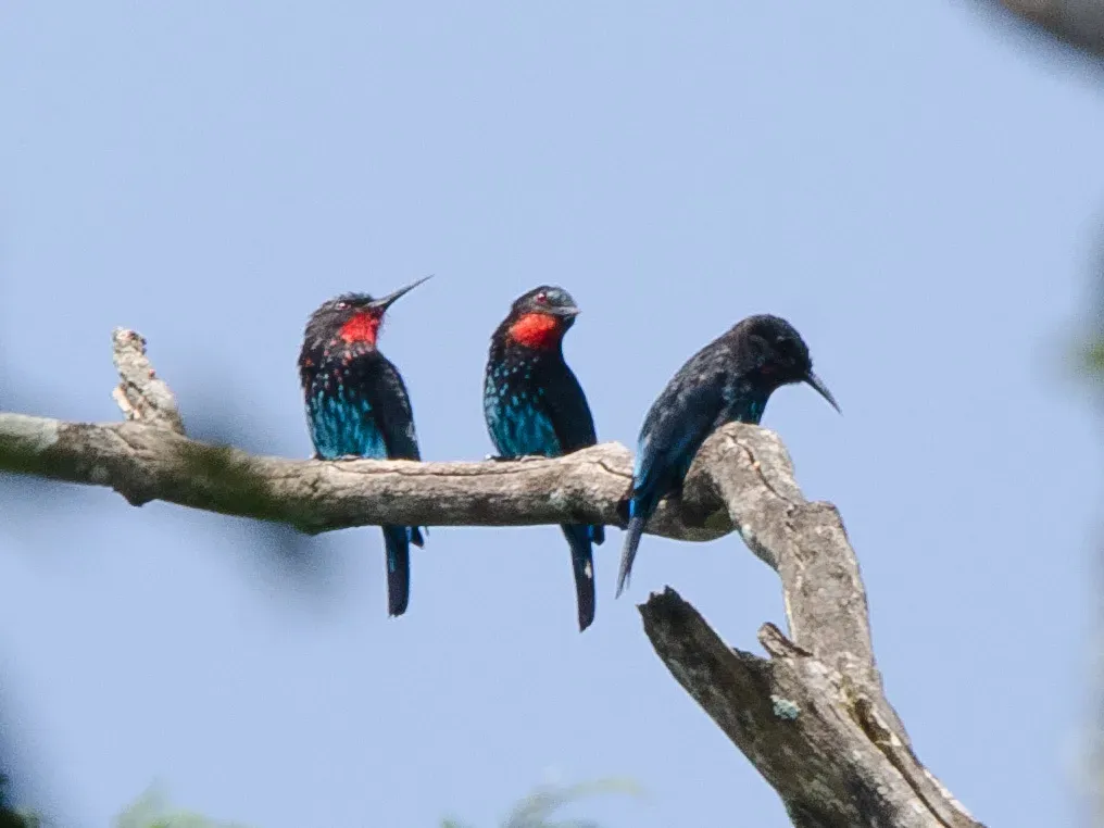 File:Merops gularis australis, Bwindi Impenetrable Forest, Uganda 5.jpg