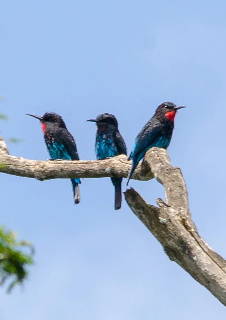 File:Merops gularis australis, Bwindi Impenetrable Forest, Uganda 6.jpg