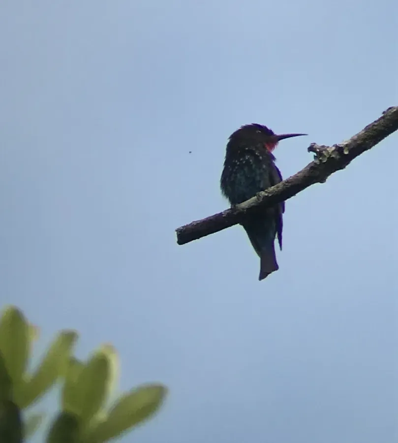File:Merops gularis australis, Bwindi Impenetrable Forest, Uganda 7.jpg