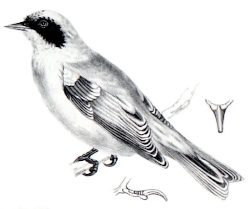 File:Remiz macronyx (Severtzov, 1873) 2.jpg