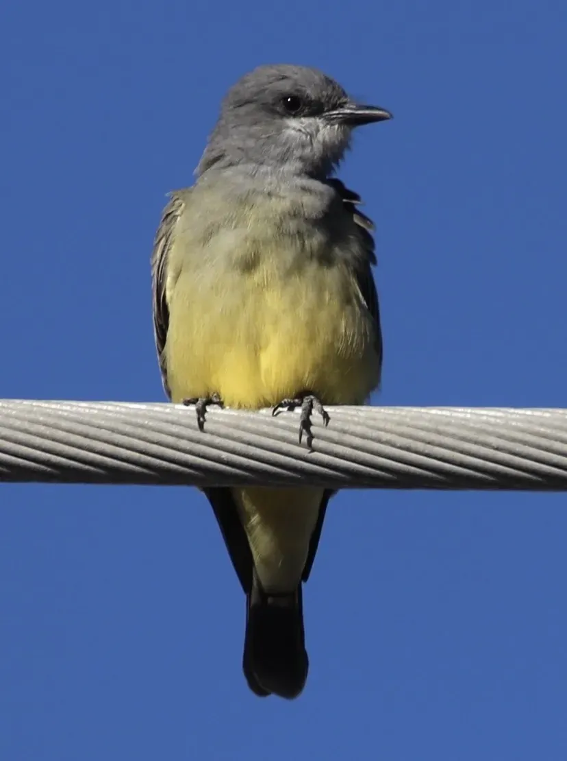 File:Tyrannus vociferans 163482312 (cropped).jpg