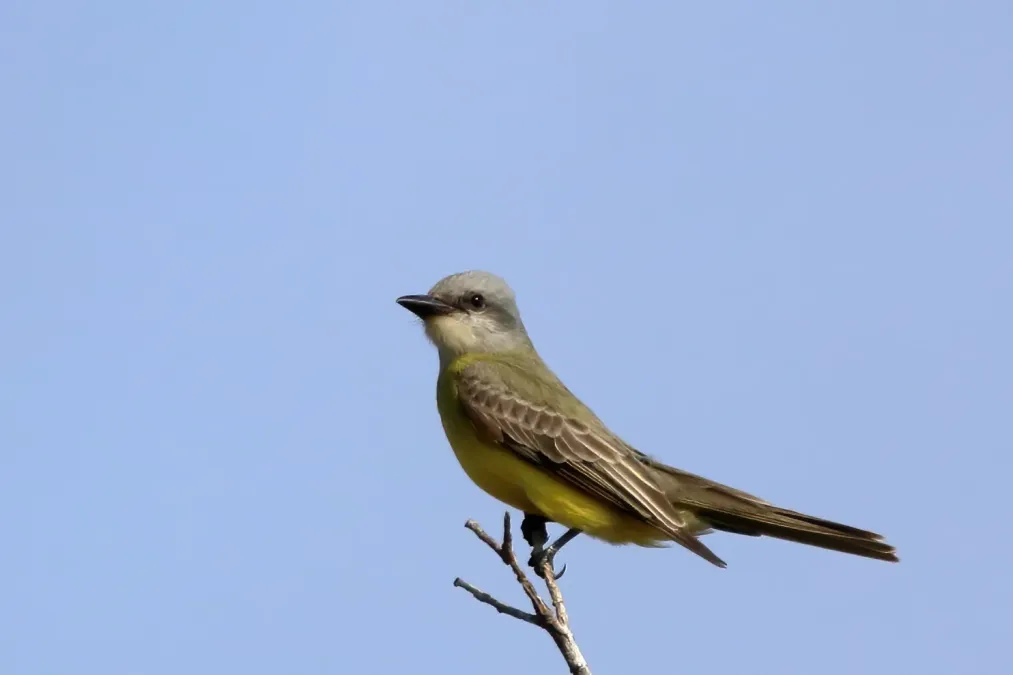 File:Tyrannus couchii 112139785.jpg
