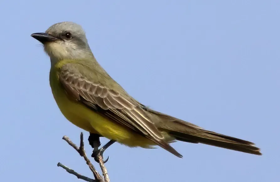 File:Tyrannus couchii 112139785 (cropped).jpg