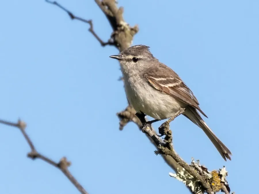 File:Serpophaga griseicapilla - Straneck's Tyrannulet, Capivara, Santa Fe, Argentina 01.jpg