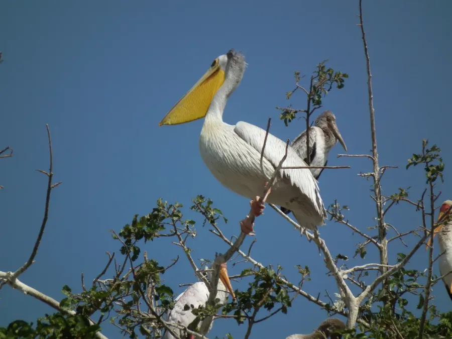 File:Pink-backed Pelican Pelecanus rufescens in Tanzania 4549 Nevit.jpg