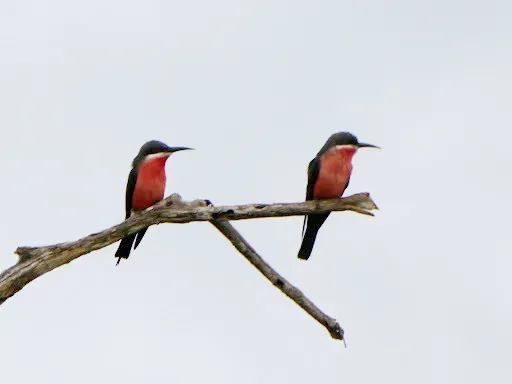 File:Merops malimbicus, Loango NP, Gabon 2.jpg