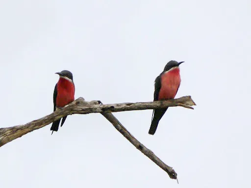 File:Merops malimbicus, Loango NP, Gabon 3.jpg