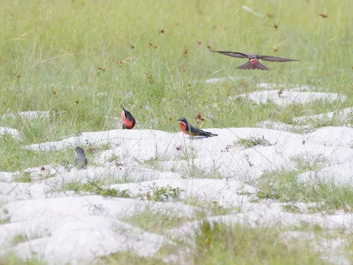 File:Merops malimbicus, Loango NP, Gabon 4.jpg