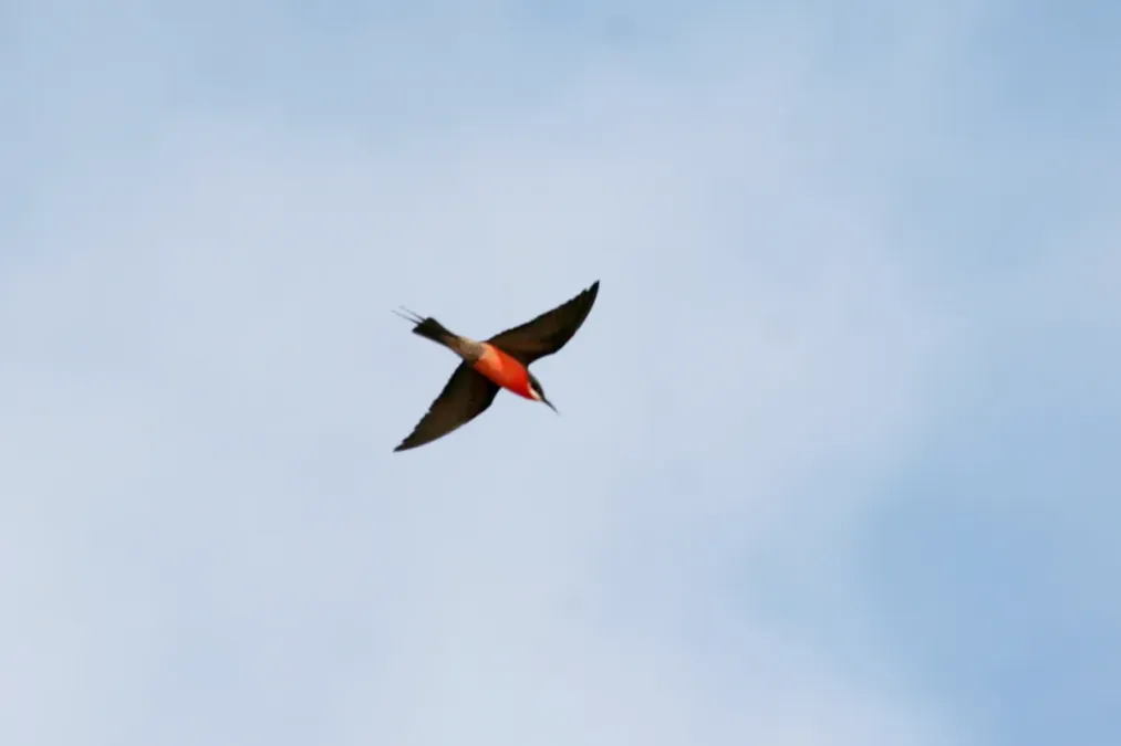 File:Merops malimbicus, Ndougou, Gabon 1.jpg