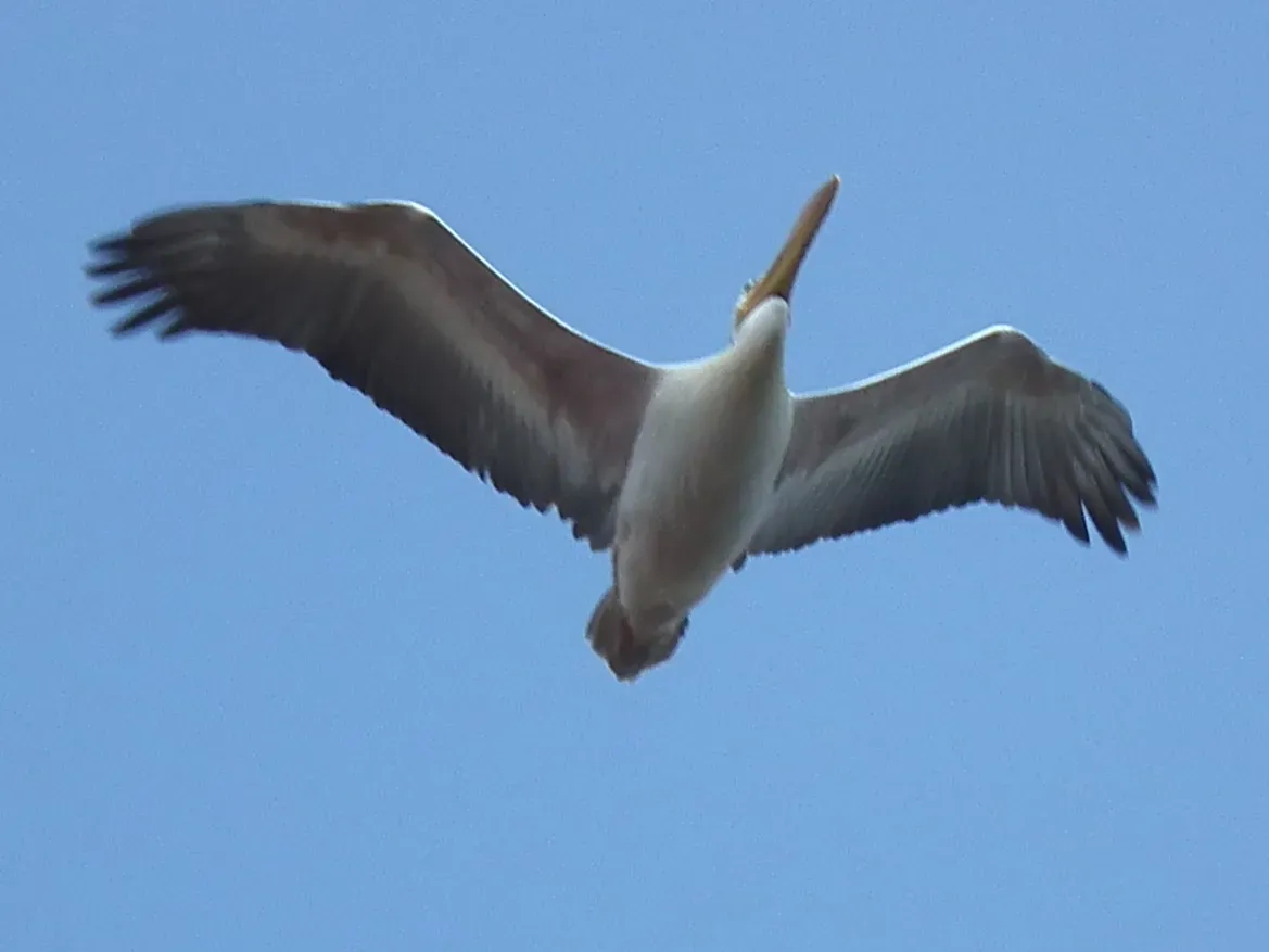 File:Pink-backed Pelican Pelecanus rufescens in Tanzania 4689 cropped Nevit.jpg