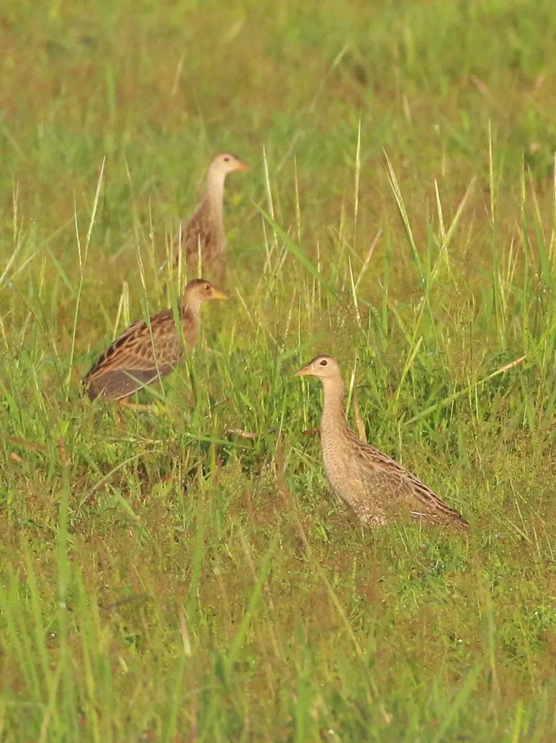 File:Watercock (Gallicrex cinerea) flock.jpg