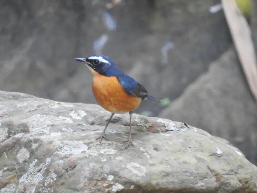 File:Indian blue robin (Larvivora brunnea) Sholayur Kerala DSCN3135.jpg