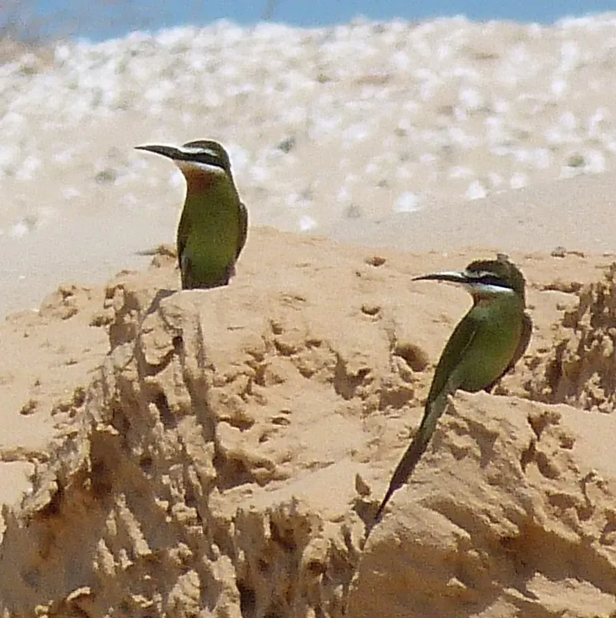 File:Merops superciliosus, Vilankulos, Mozambique 1.jpg