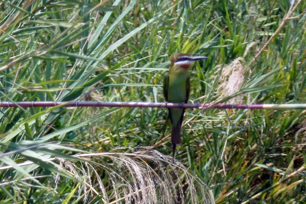 File:Merops superciliosus, Manambolo, Miandrivazo, Madagascar 1.jpg