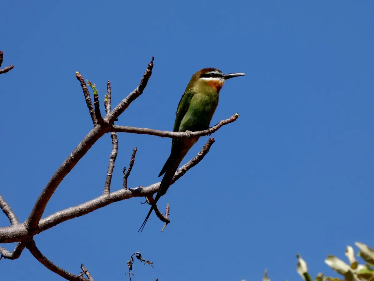 File:Merops superciliosus, Mahabo, Madagascar 1.jpg
