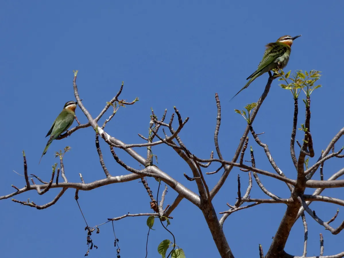 File:Merops superciliosus, Mahabo, Madagascar 2.jpg