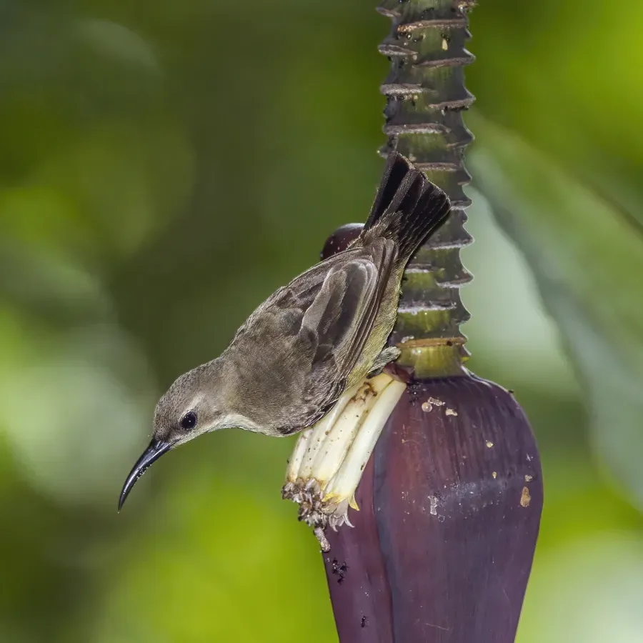 File:Johanna's sunbird (Cinnyris johannae) female.jpg