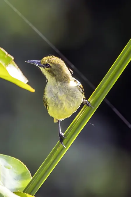 File:Little green sunbird (Anthreptes seimundi kruensis) 1.jpg