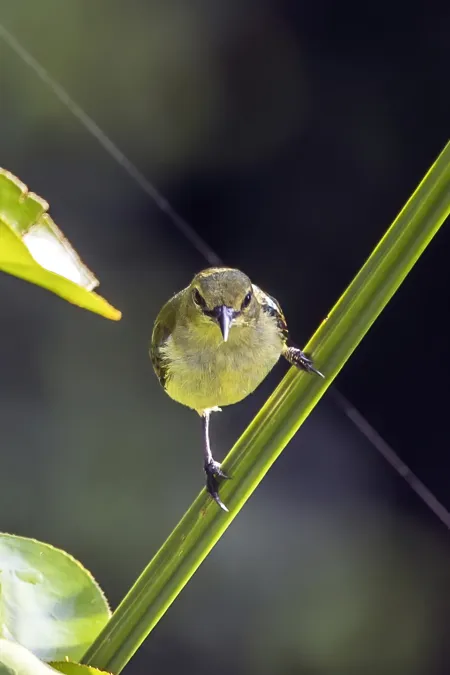 File:Little green sunbird (Anthreptes seimundi kruensis) 2.jpg