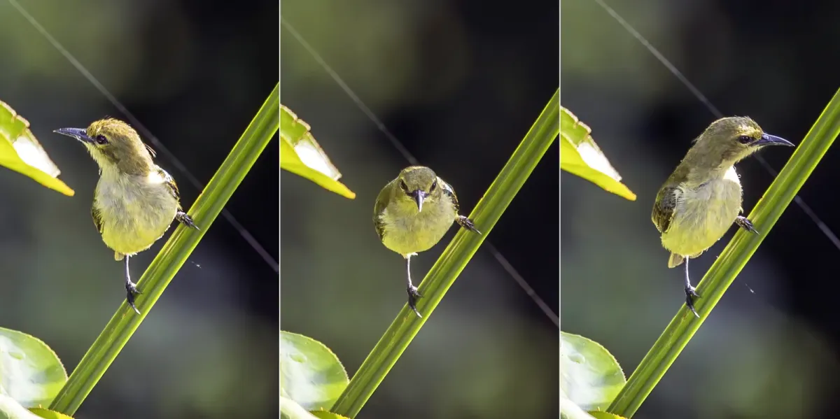 File:Little green sunbird (Anthreptes seimundi kruensis) composite.jpg