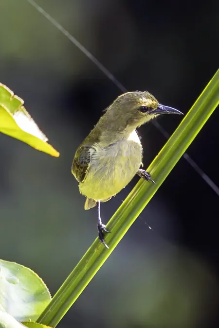 File:Little green sunbird (Anthreptes seimundi kruensis) 3.jpg