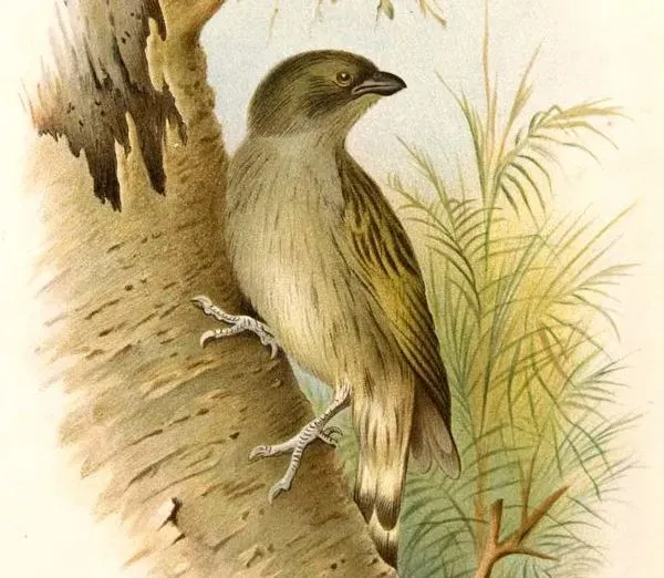 File:Indicator willcocksi (cropped).jpg