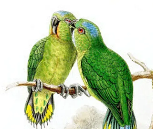 File:Micropsitta finschii (cropped).jpg