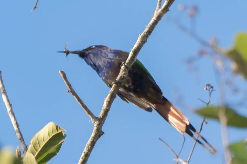 File:Meropogon forsteni, Poso, Central Sulawesi, Indonesia 2.jpg