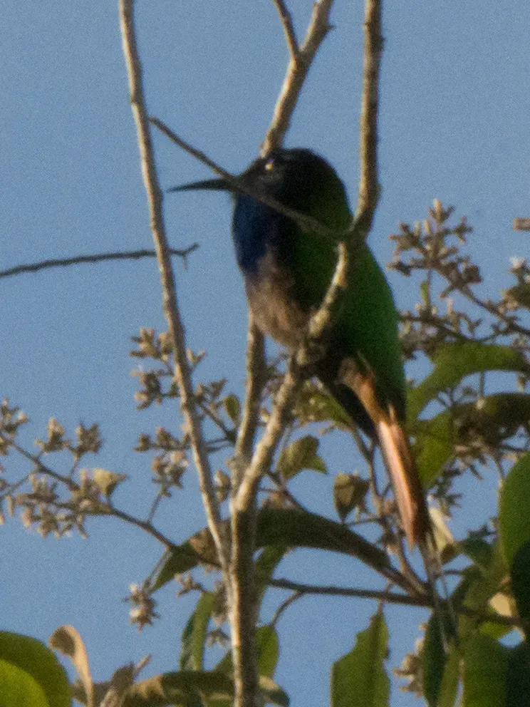 File:Meropogon forsteni, Poso, Central Sulawesi, Indonesia 5.jpg