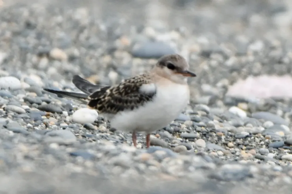 File:Onychoprion aleuticus, Kirovskiy, Kamchatka, Russia 12.jpg