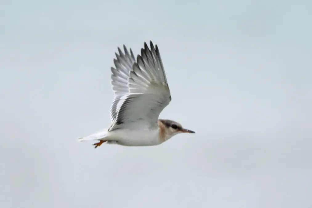 File:Onychoprion aleuticus, Kirovskiy, Kamchatka, Russia 13.jpg