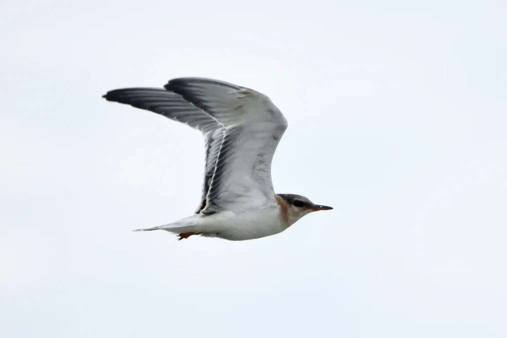 File:Onychoprion aleuticus, Kirovskiy, Kamchatka, Russia 14.jpg