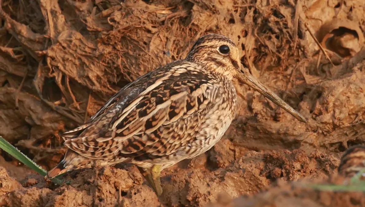 File:Pin-tailed snipe or pintail snipe (Gallinago stenura).jpg