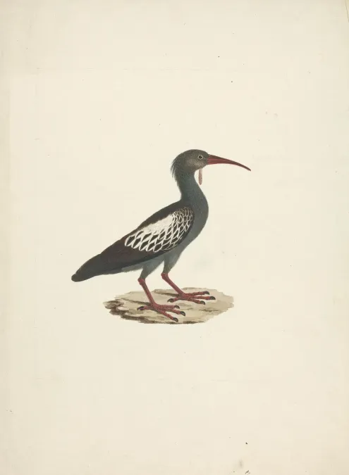 File:James Bruce - Bostrychia carunculata (Wattled Ibis) - B1977.14.9135 - Yale Center for British Art.jpg
