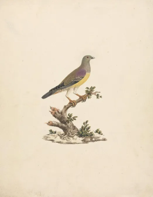 File:James Bruce - Treron waalia (Bruce's Green Pigeon) - B1977.14.8925 - Yale Center for British Art.jpg
