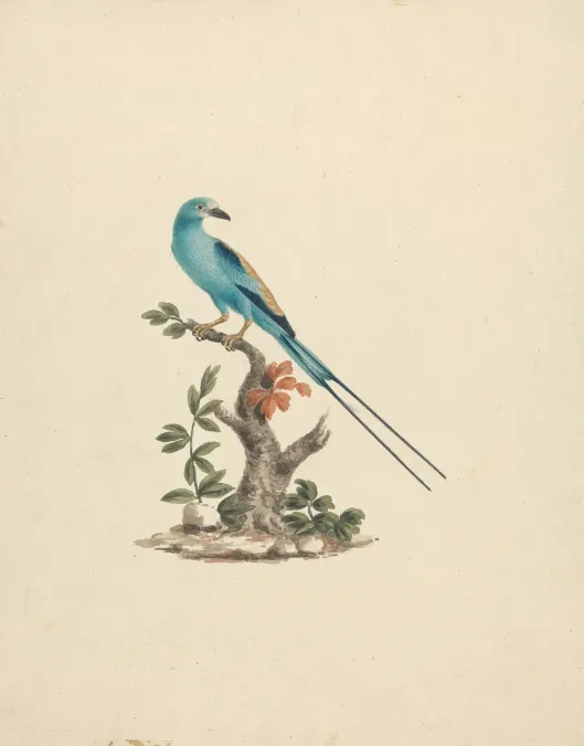 File:James Bruce - Coracias abyssinicus (Abyssinian Roller) - B1977.14.8924 - Yale Center for British Art.jpg