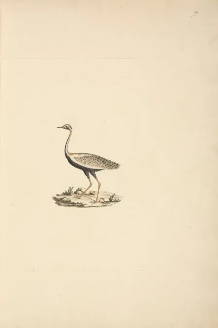File:Luigi Balugani - Lissotis hartlaubii (Hartlaub's Bustard) - B1977.14.8488(7) - Yale Center for British Art.jpg