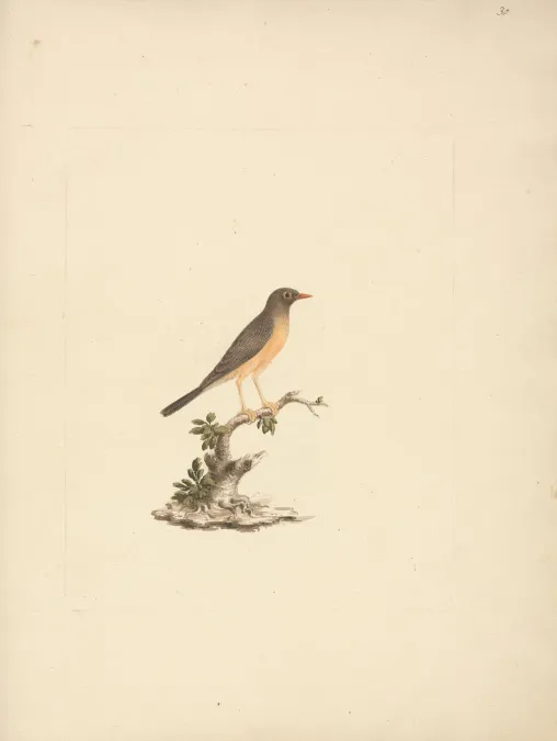 File:Luigi Balugani - Turdus abyssinicus (Mountain Thrush) - B1977.14.8488(30) - Yale Center for British Art.jpg