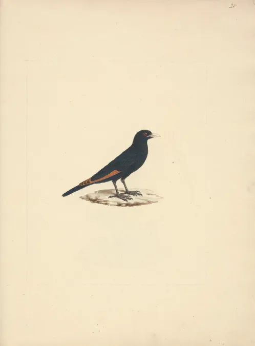 File:Luigi Balugani - Onychognathus albirostris (White Billed Starling) - B1977.14.8488(25) - Yale Center for British Art.jpg