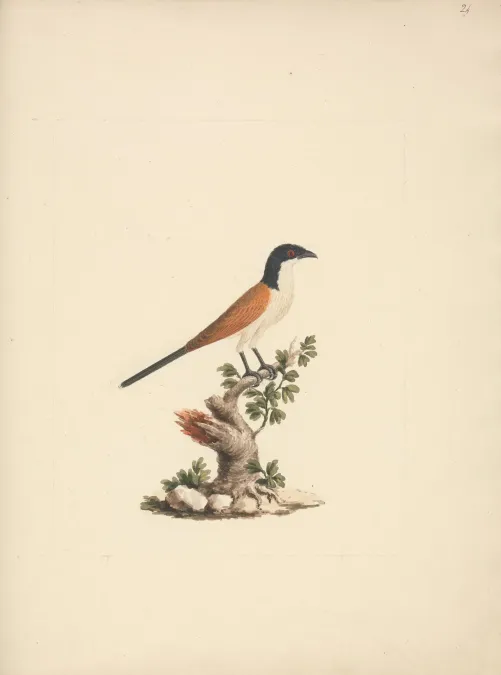 File:Luigi Balugani - Centropus monachus (Blue-Headed Coucal) - B1977.14.8488(24) - Yale Center for British Art.jpg