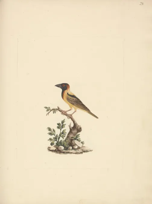 File:Luigi Balugani - Oriolus monacha (Black Headed Abyssinian Oriole) - B1977.14.8488(22) - Yale Center for British Art.jpg