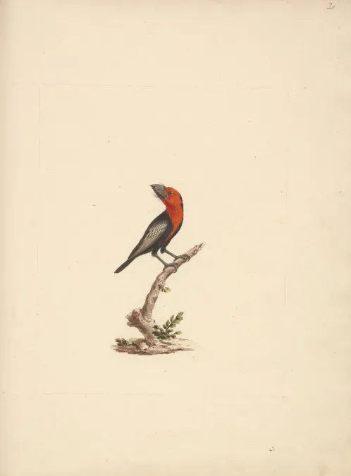 File:Luigi Balugani - Lybius guifsobalito (Black-billed Barbet) - B1977.14.8488(20) - Yale Center for British Art.jpg