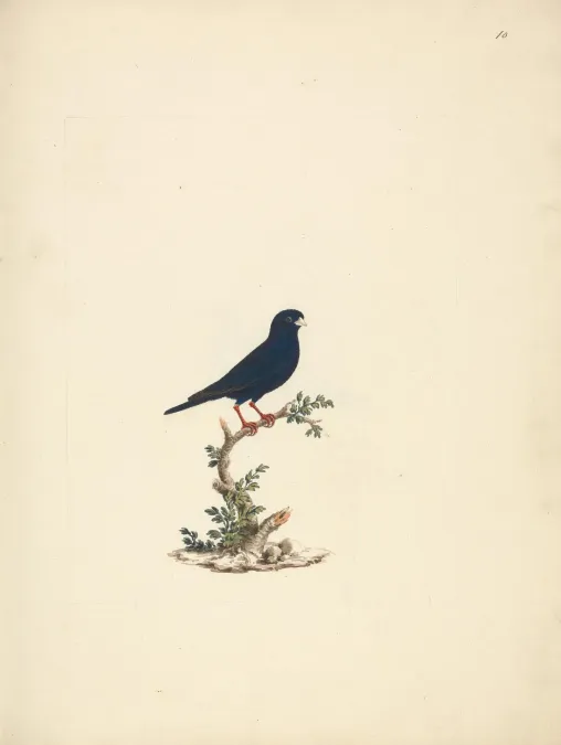 File:Luigi Balugani - Vidua chalybeata (Village Indigobird) - B1977.14.8488(10) - Yale Center for British Art.jpg