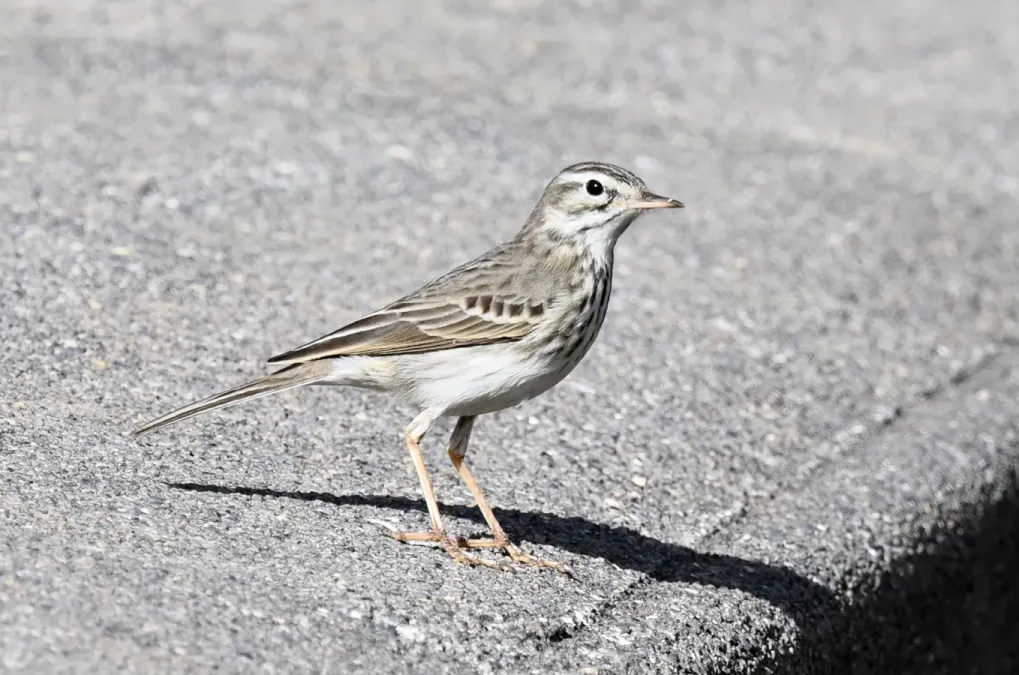 File:Anthus berthelotii in Puerto de la Cruz, Tenerife 2021.jpg
