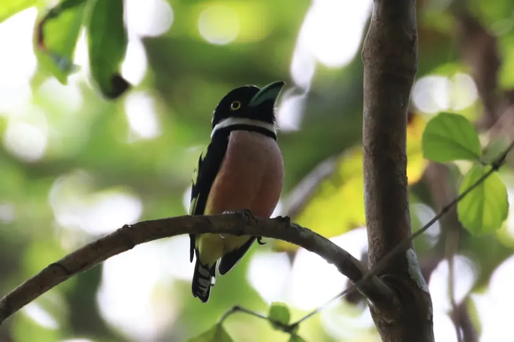 File:Eurylaimus ochromalus 68152699.jpg