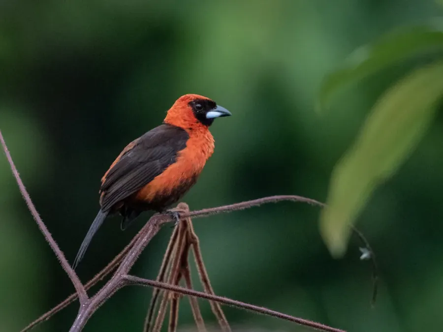 File:Ramphocelus nigrogularis - Masked Crimson Tanager (female), Careiro da Várzea, Amazonas, Brazil.jpg
